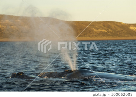Southern Right whale  swimming on the surface, 100062005
