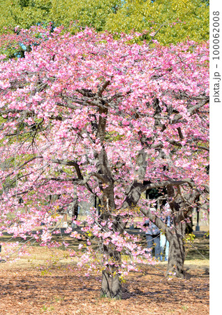 代々木公園 早咲きの河津桜 春 代々木公園 早咲きの河津桜 春 100062008
