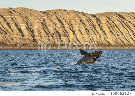 Southern Right whale swimming on the surface, Southern Right whale swimming on the surface, 100062127