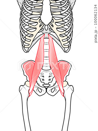腸腰筋 100062134
