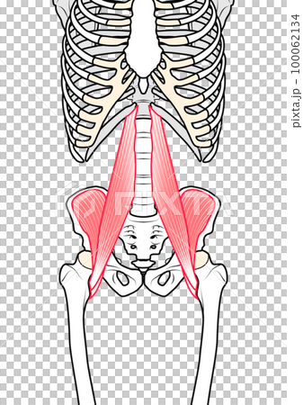 腸腰筋 100062134