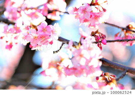 代々木公園　早咲きの河津桜　春 100062524