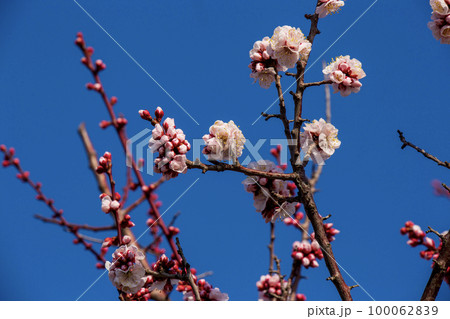 快晴 快晴 100062839