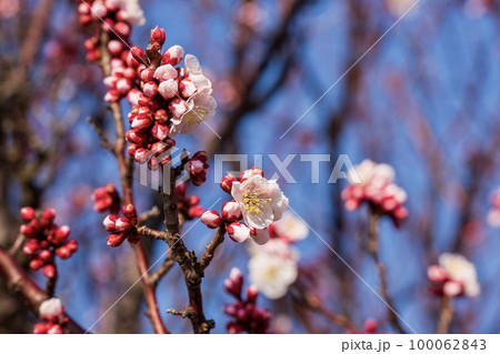 暖春 暖春 100062843