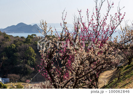 春の梅園 春の梅園 100062846