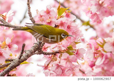 河津桜とかわいいメジロ 河津桜とかわいいメジロ 100062907