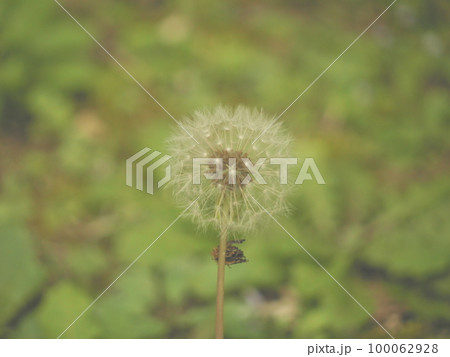 原っぱのたんぽぽ 原っぱのたんぽぽ 100062928