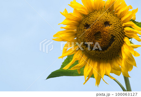 Cheerful sunflower in the field 100063127