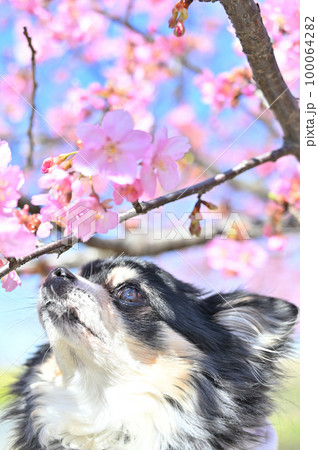 桜をクンクン 興味津々なチワワのアップ 桜をクンクン 興味津々なチワワのアップ 100064282