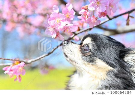 桜をクンクン 興味津々なチワワの横顔のアップ 桜をクンクン 興味津々なチワワの横顔のアップ 100064284