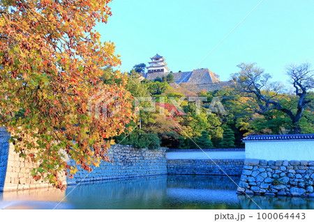 【香川県】黄葉、紅葉した秋晴れの丸亀城（現存天守と石垣の名城） 100064443