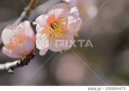 早春の花　梅の花 100064473