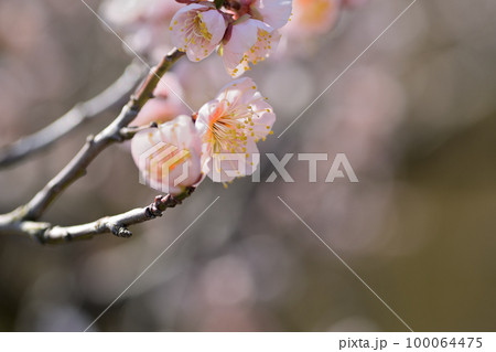 早春の花　梅の花 100064475
