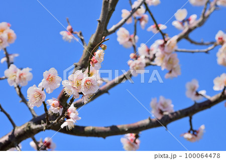 早春の花　梅の花 100064478