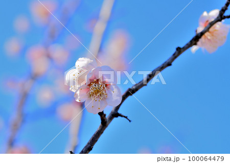 早春の花　梅の花 100064479