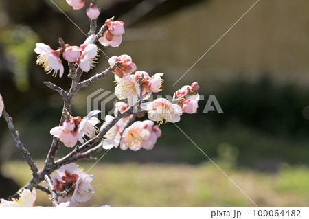 早春の花 梅の花 早春の花 梅の花 100064482