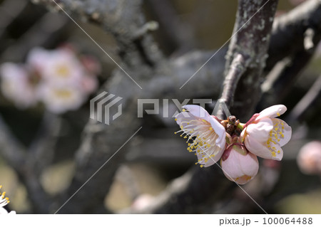 早春の花　梅の花 100064488
