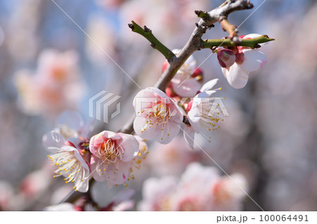 早春の花　梅の花 100064491