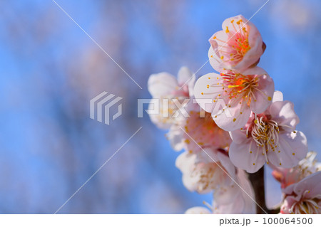 早春の花　梅の花 100064500