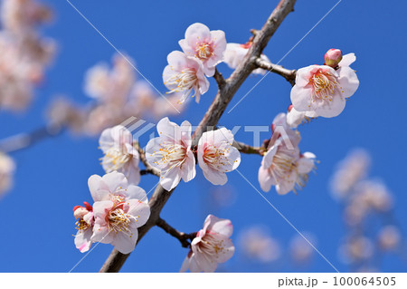 早春の花　梅の花 100064505