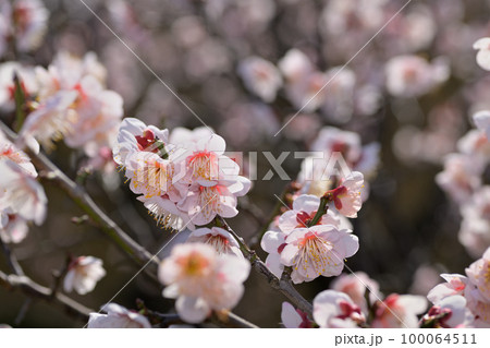 早春の花　梅の花 100064511
