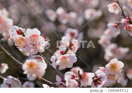早春の花　梅の花 100064512