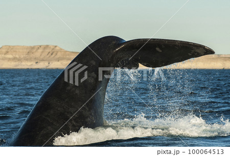 Male elephant seal,  Patagonia, Argentina 100064513
