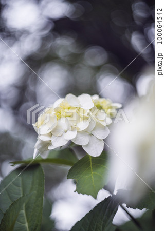 木漏れ日とアジサイ 木漏れ日とアジサイ 100064542