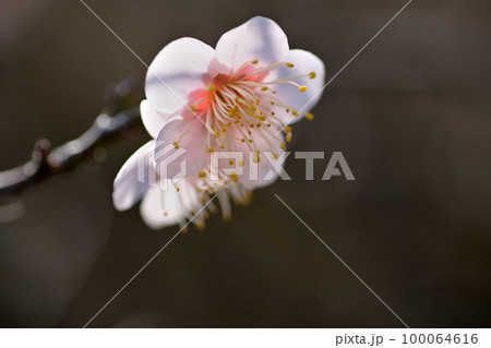 早春の花　梅の花 100064616