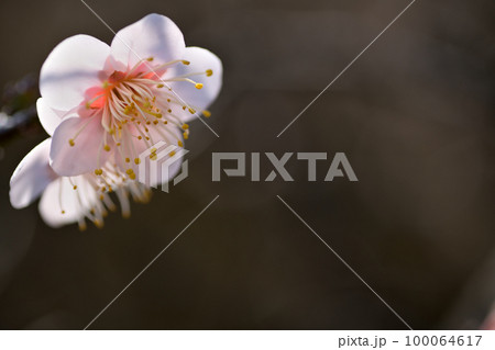 早春の花　梅の花 100064617