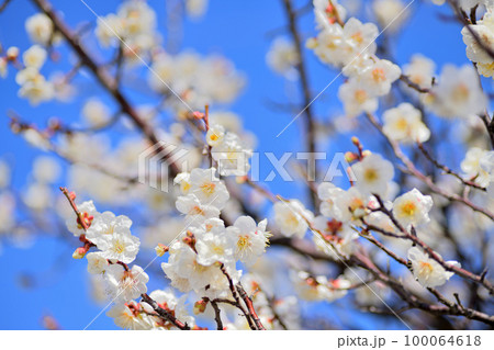 早春の花　梅の花 100064618