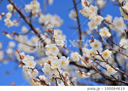 早春の花　梅の花 100064619
