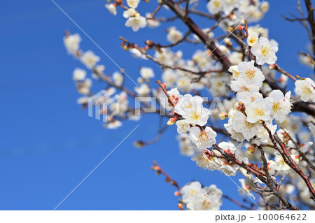 早春の花　梅の花 100064622