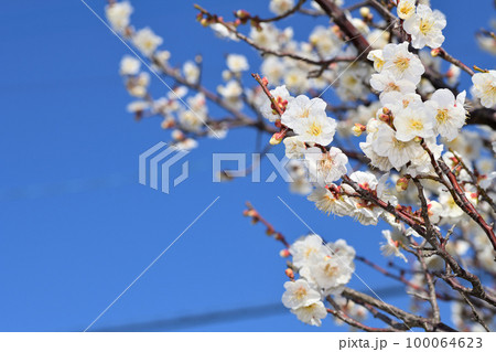 早春の花　梅の花 100064623