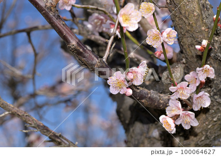 早春の花　梅の花 100064627
