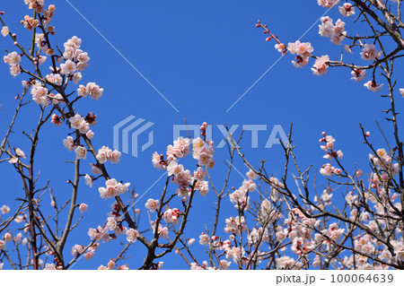 早春の花　梅の花 100064639