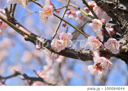 早春の花　梅の花 100064644