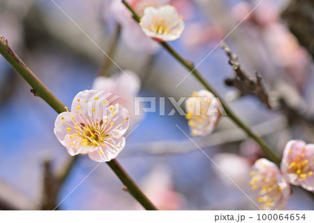早春の花 梅の花 早春の花 梅の花 100064654