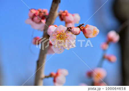 早春の花　梅の花 100064658