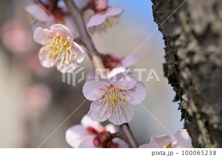 早春の花　梅の花 100065238