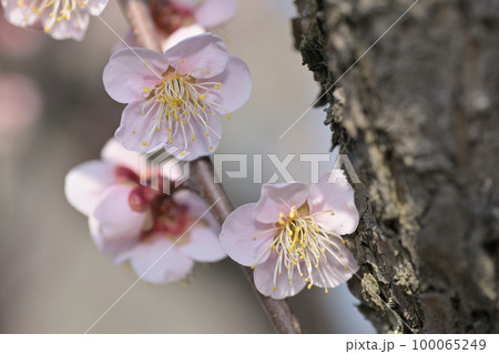 早春の花 梅の花 早春の花 梅の花 100065249