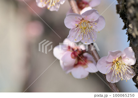 早春の花　梅の花 100065250