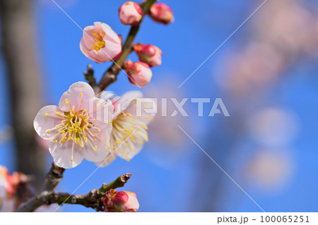 早春の花 梅の花 早春の花 梅の花 100065251