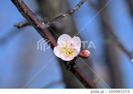 早春の花 梅の花 早春の花 梅の花 100065254