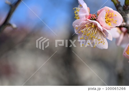 早春の花　梅の花 100065266