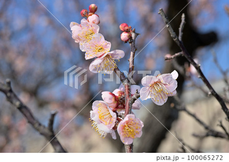 早春の花　梅の花 100065272