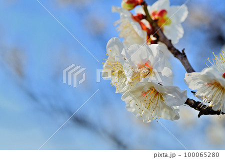 早春の花　梅の花 100065280