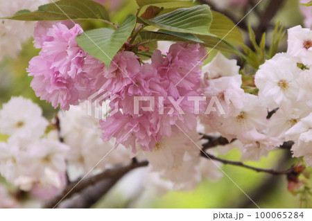 桜の花のアップ 桜の花のアップ 100065284