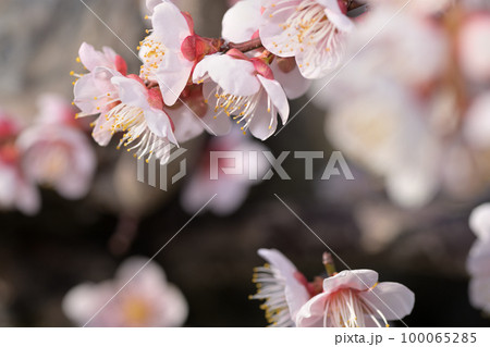 早春の花　梅の花 100065285