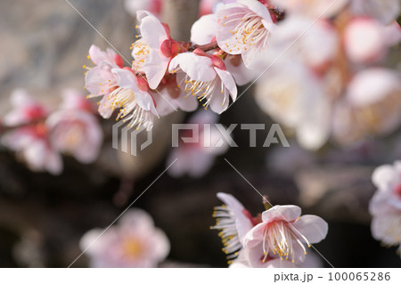 早春の花　梅の花 100065286